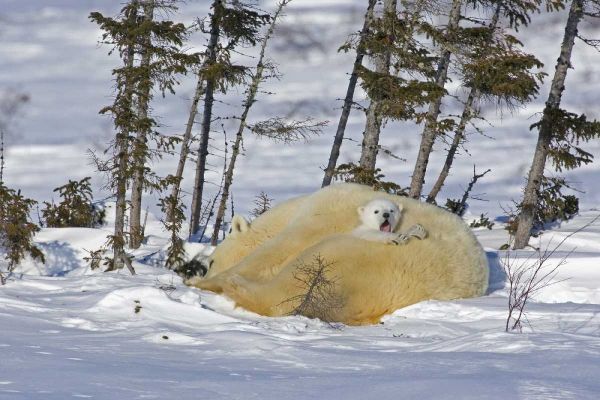 Canada, Manitoba, Wapusk NP Polar bear cub yawns
